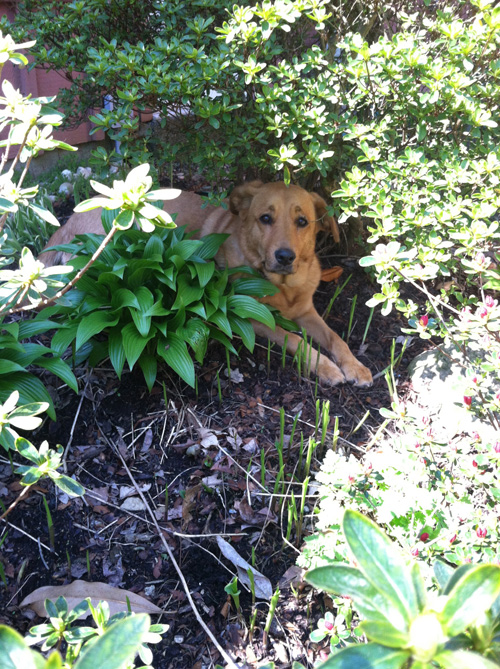 In which Iris hides in the shade looking for the garden faeries.