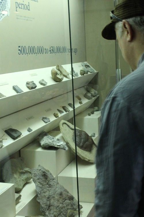 fossils display