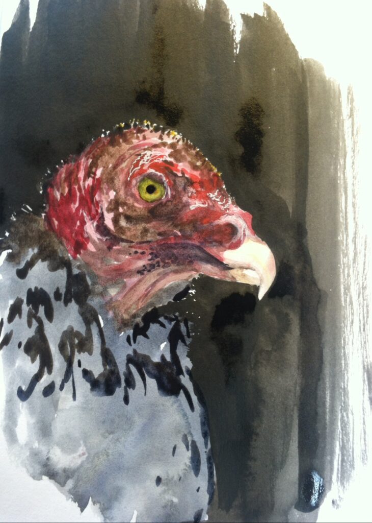 turkey buzzard